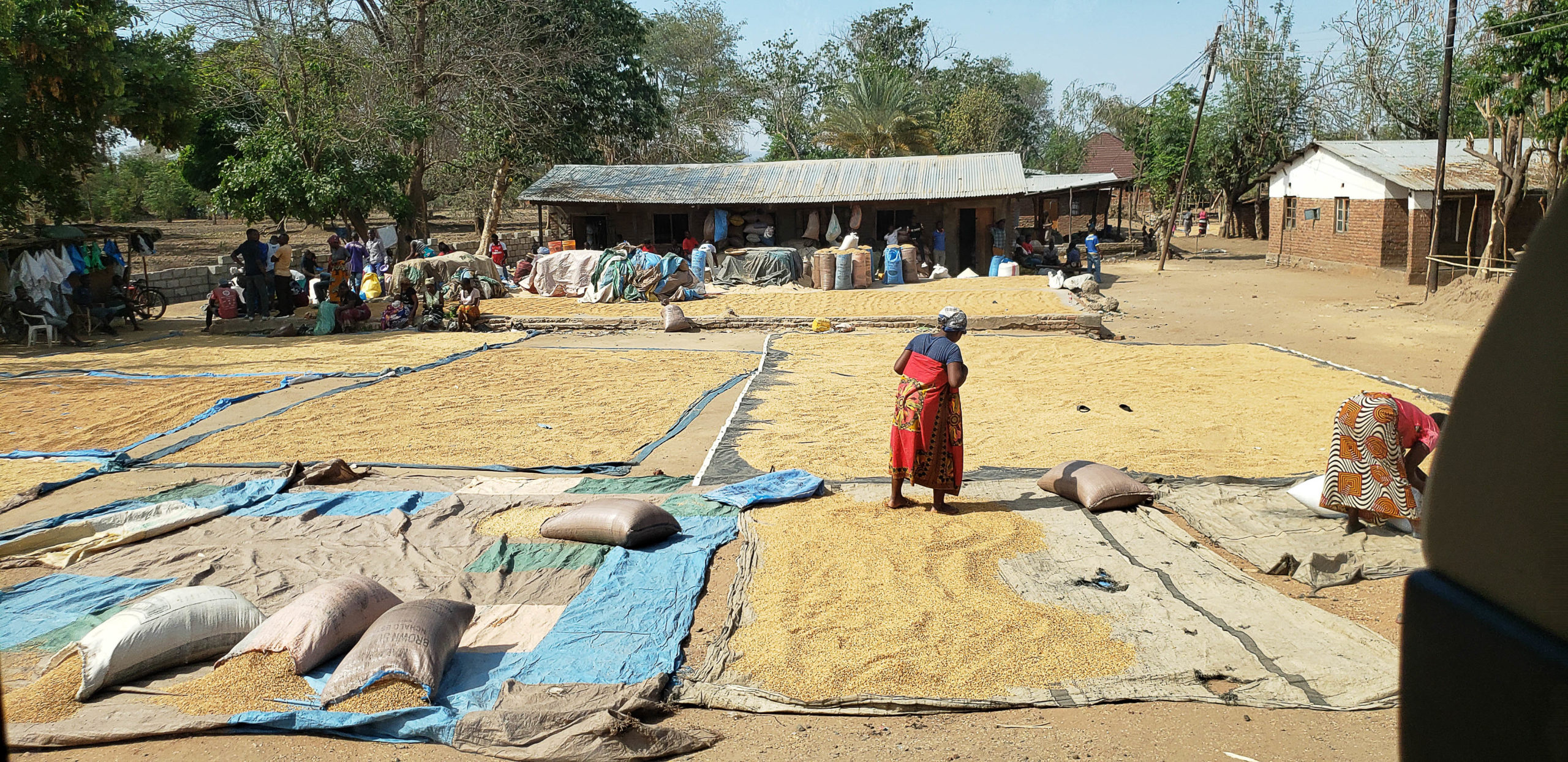 Corn drying in the sun