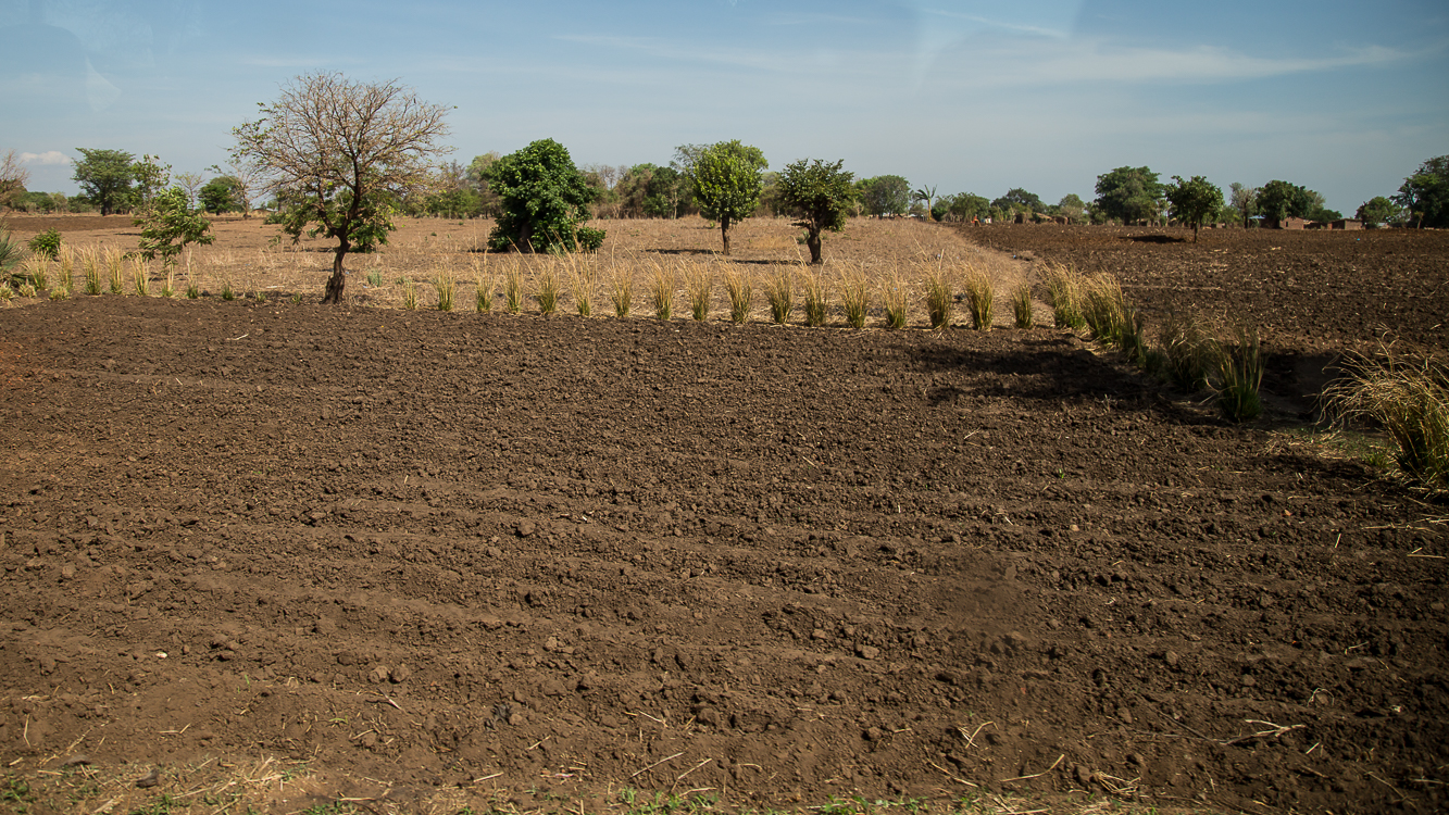 Hand plowed fields for corn